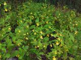 Impatiens noli-tangere
