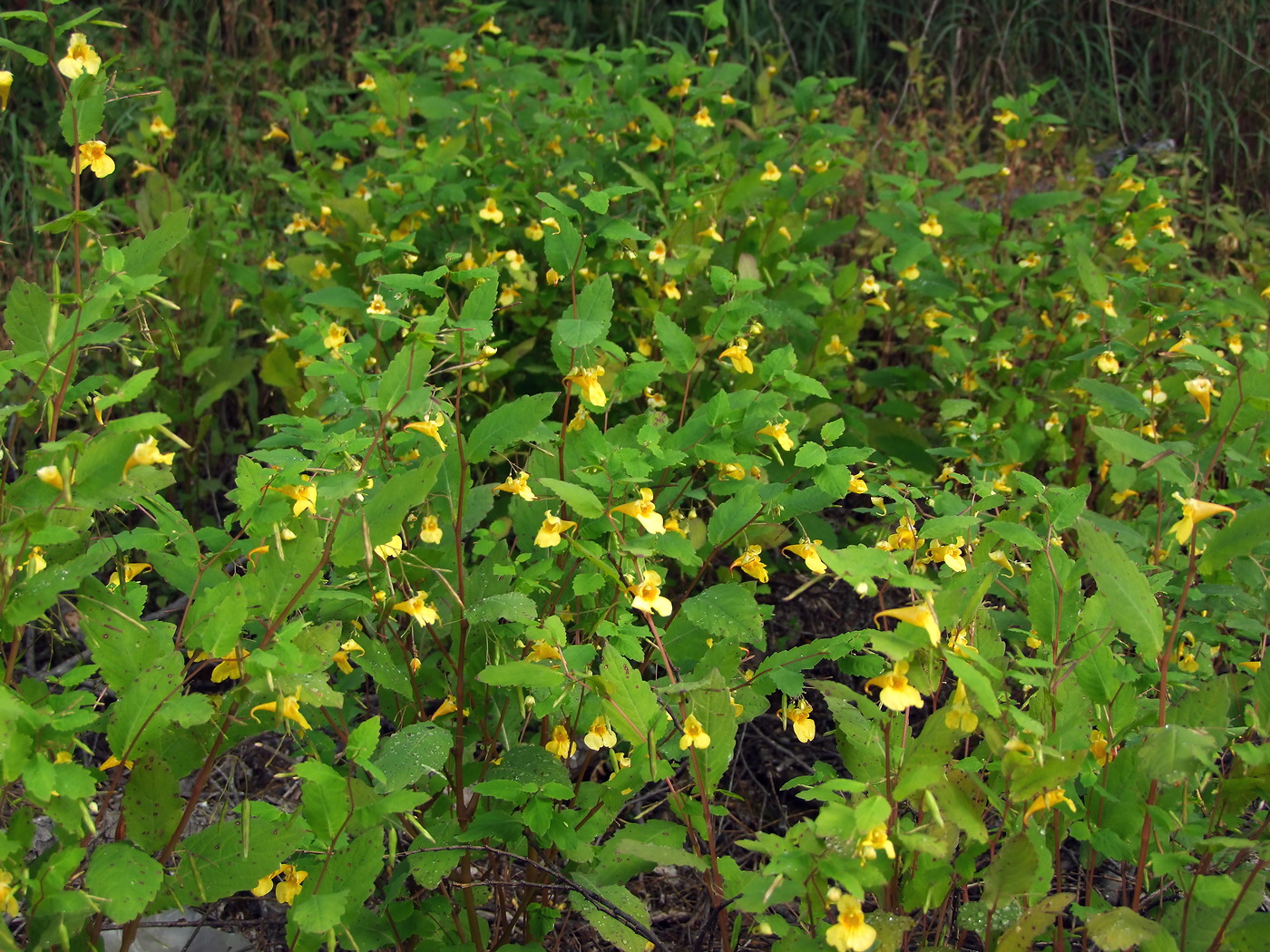 Image of Impatiens noli-tangere specimen.