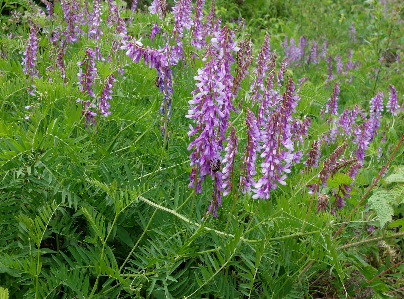 Image of Vicia tenuifolia specimen.