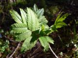 Sorbus sibirica. Молодой лист. Свердловская обл., окр. г. Североуральск, скалы Три Брата, сосново-еловый лес. 20.05.2010.