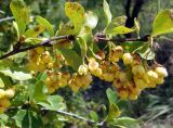 Berberis sphaerocarpa