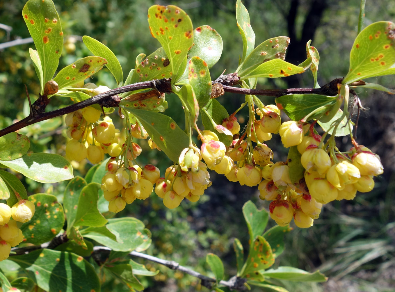 Image of Berberis sphaerocarpa specimen.