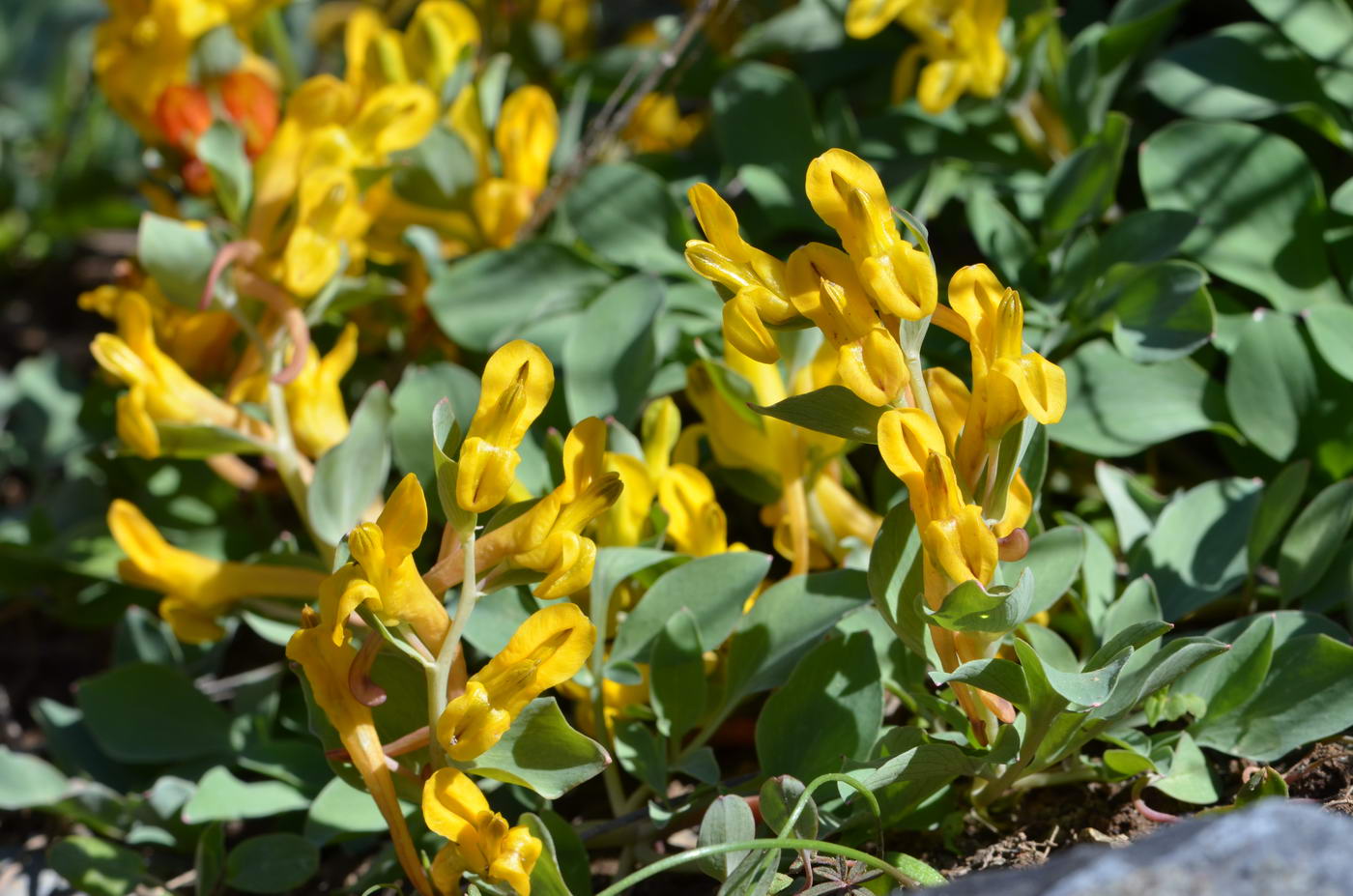 Изображение особи Corydalis sewerzowii.