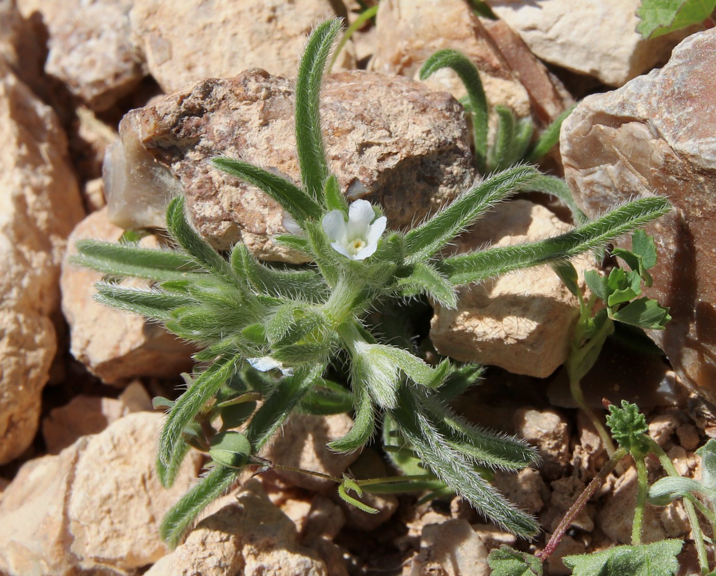 Изображение особи Lappula spinocarpos.