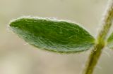 Astragalus dolichophyllus