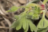 Geranium rotundifolium. Верхушка цветоносного побега с завязями и развивающимися бутонами. Крым, Бахчисарайский р-н, окр. с. Дачное, фруктовый сад. 14.04.2020.