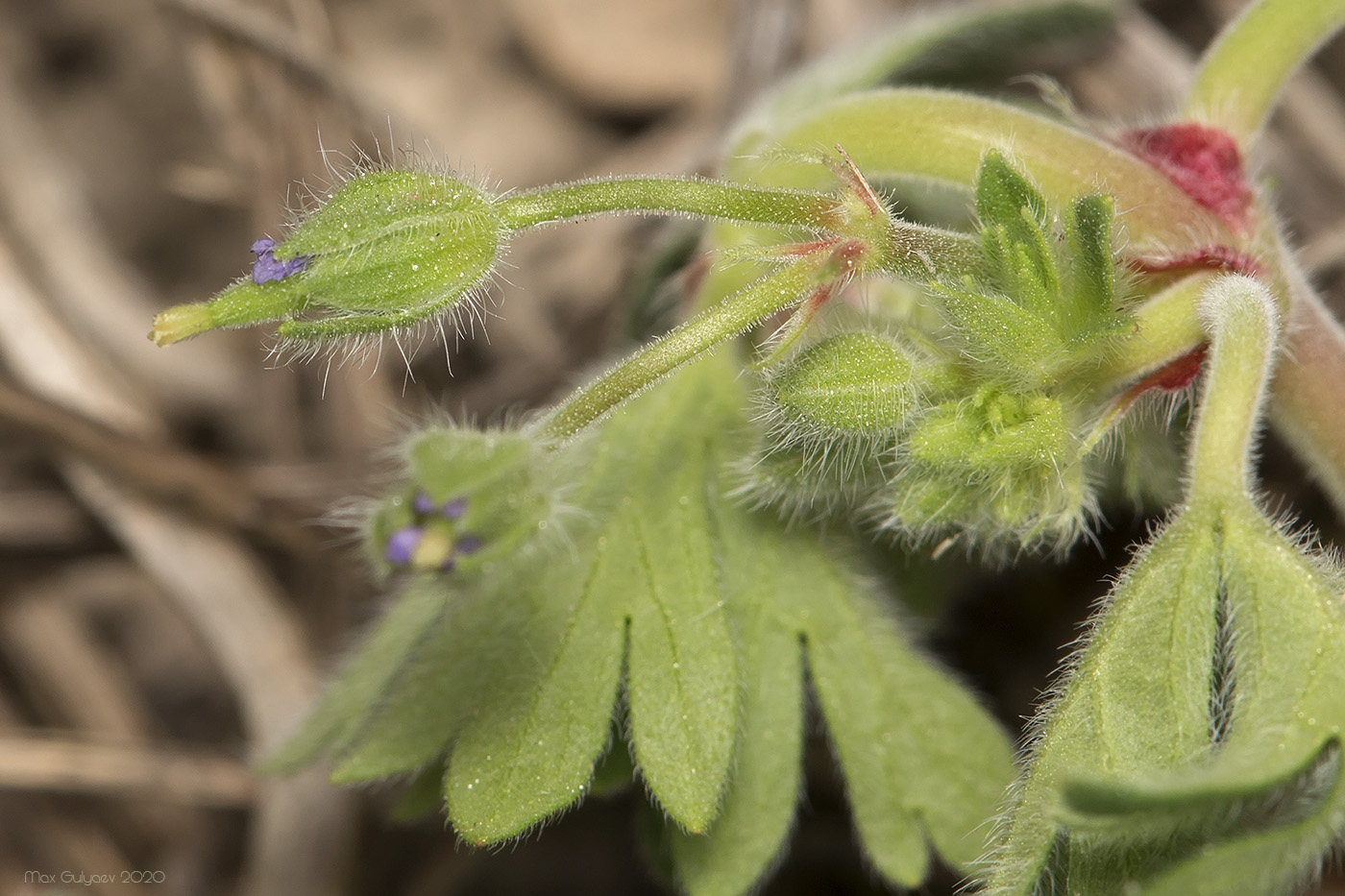 Image of Geranium rotundifolium specimen.