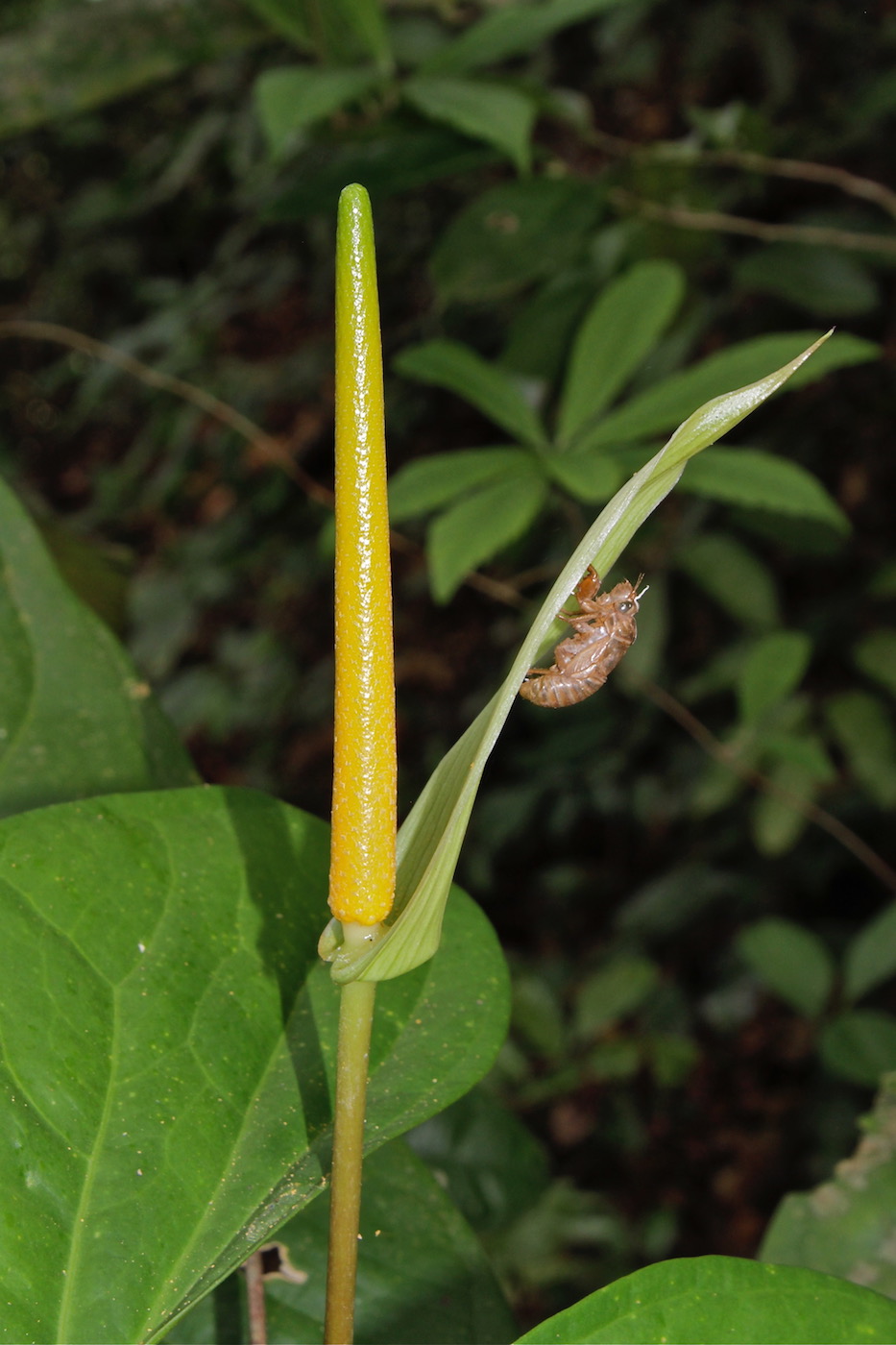 Изображение особи Anthurium ochranthum.