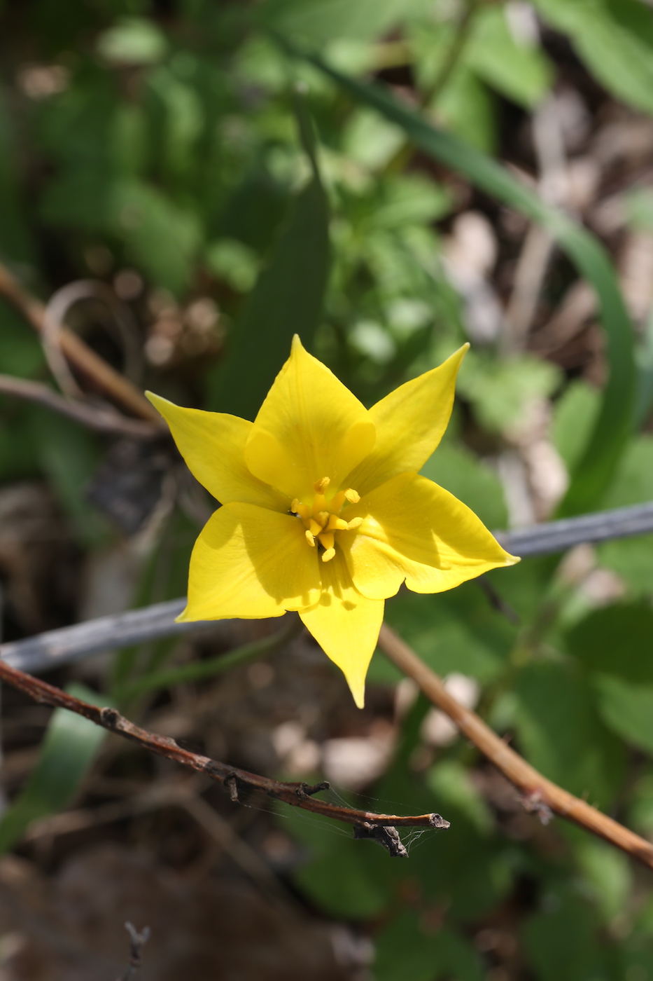 Image of Tulipa biebersteiniana specimen.