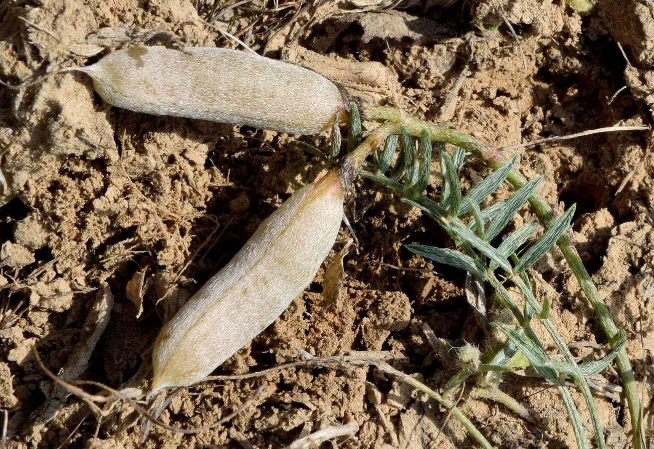 Image of Astragalus dianthus specimen.