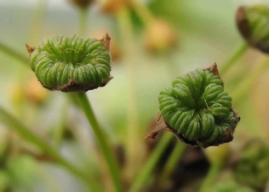 Изображение особи Alisma plantago-aquatica.