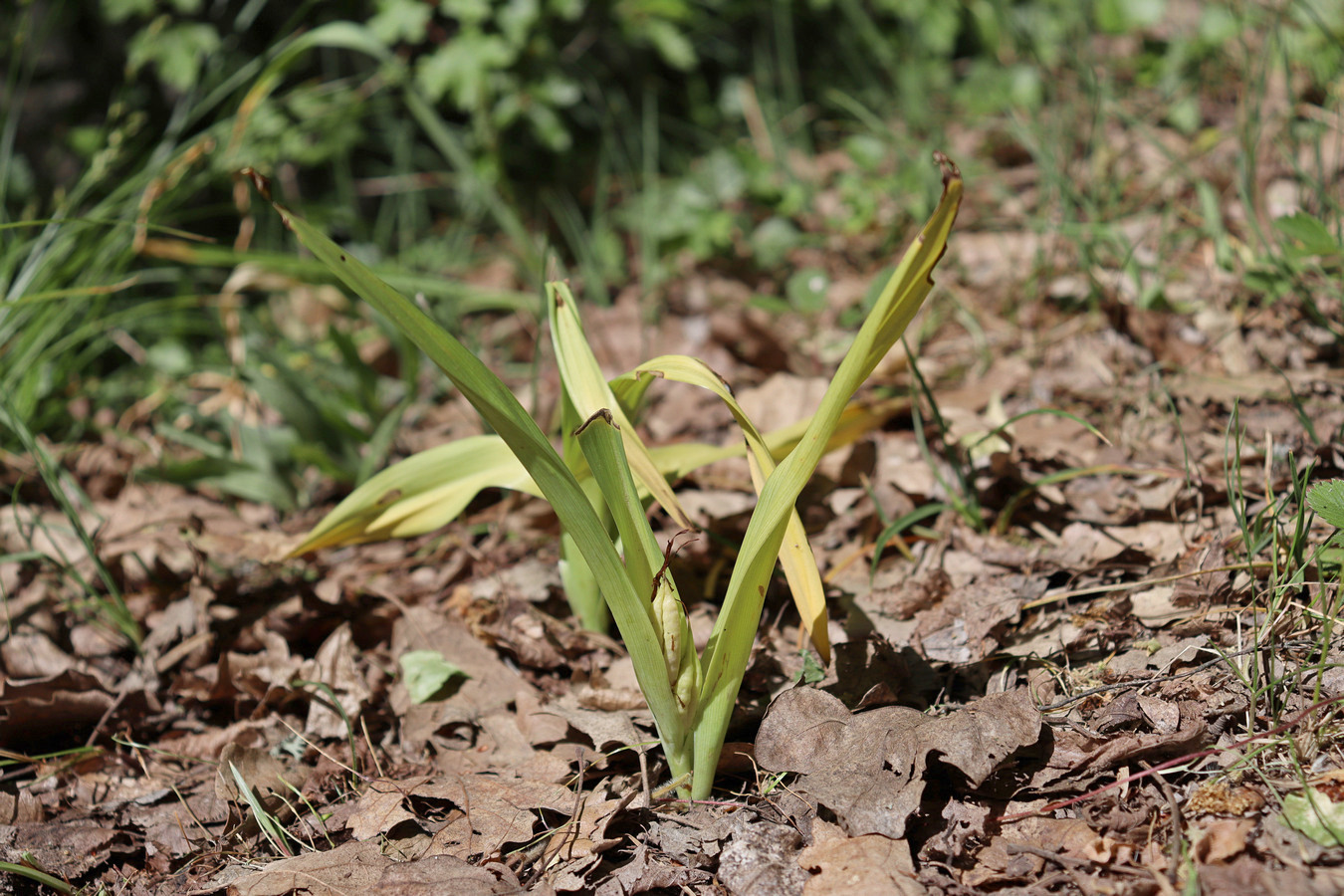 Image of Colchicum umbrosum specimen.