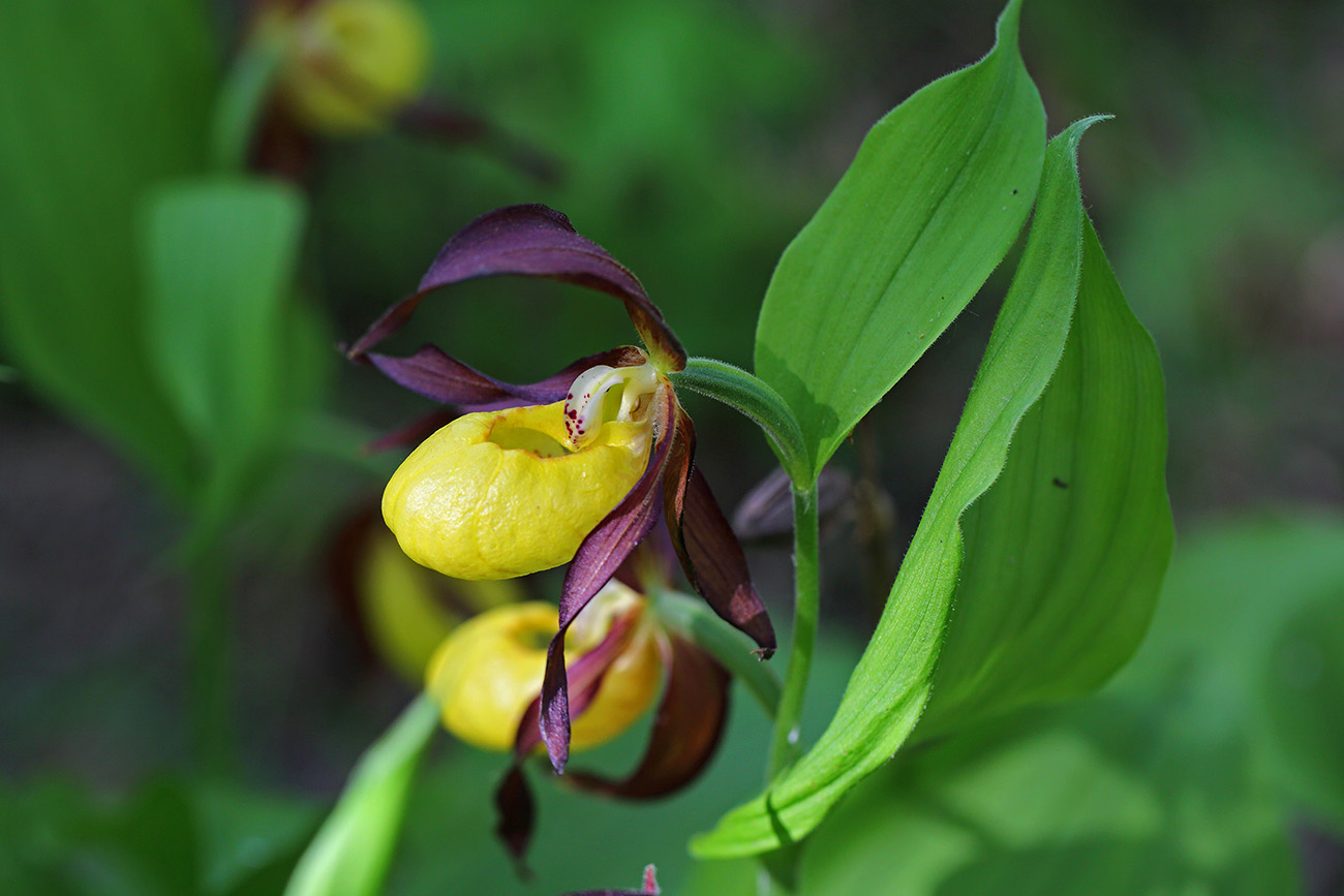 Image of Cypripedium calceolus specimen.