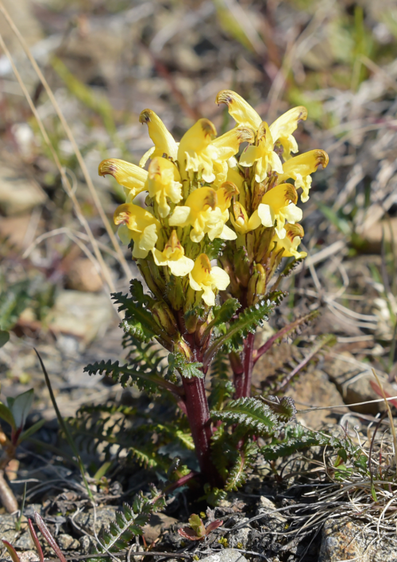 Image of Pedicularis oederi specimen.