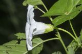 Calystegia sepium