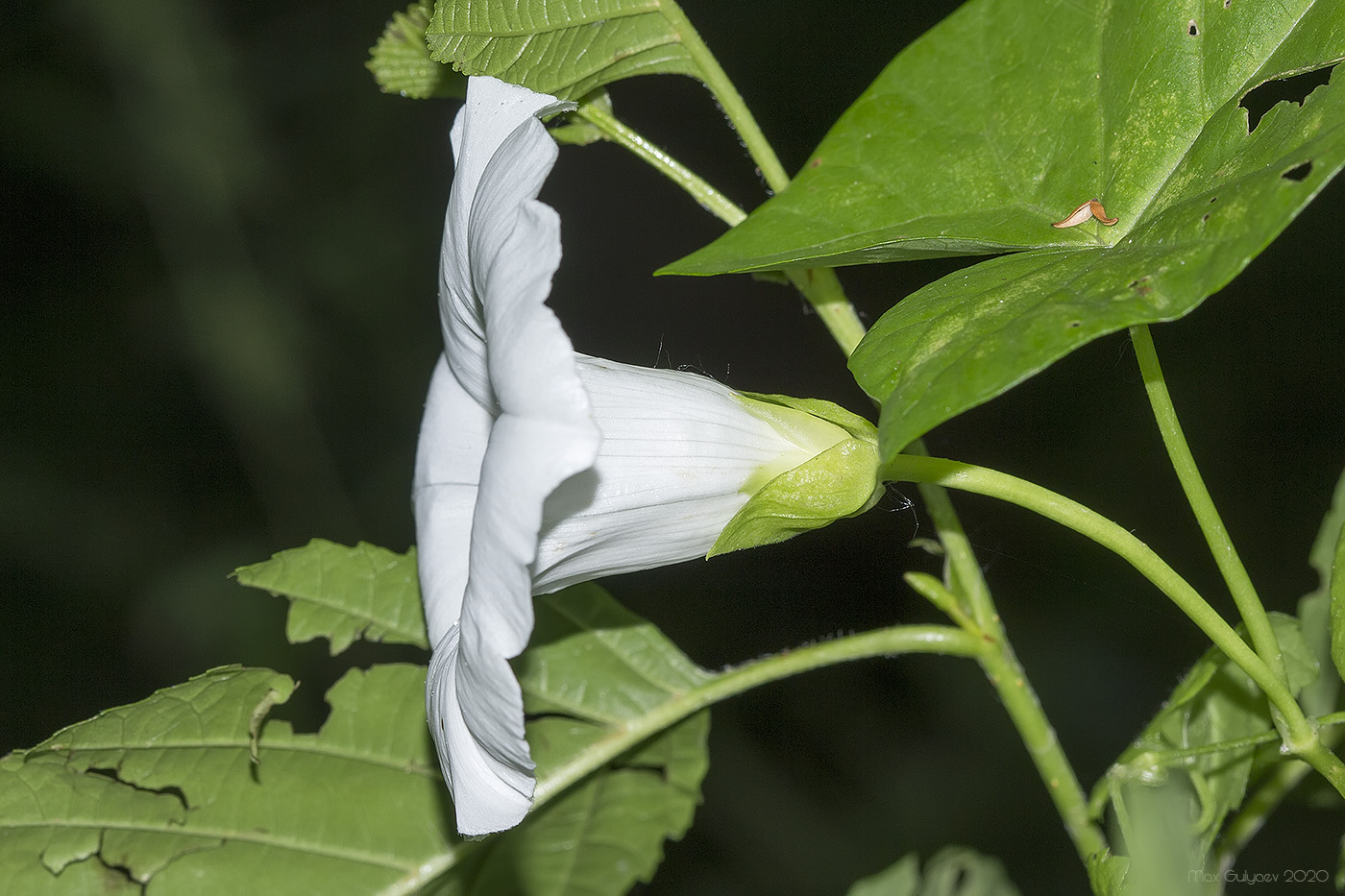 Изображение особи Calystegia sepium.