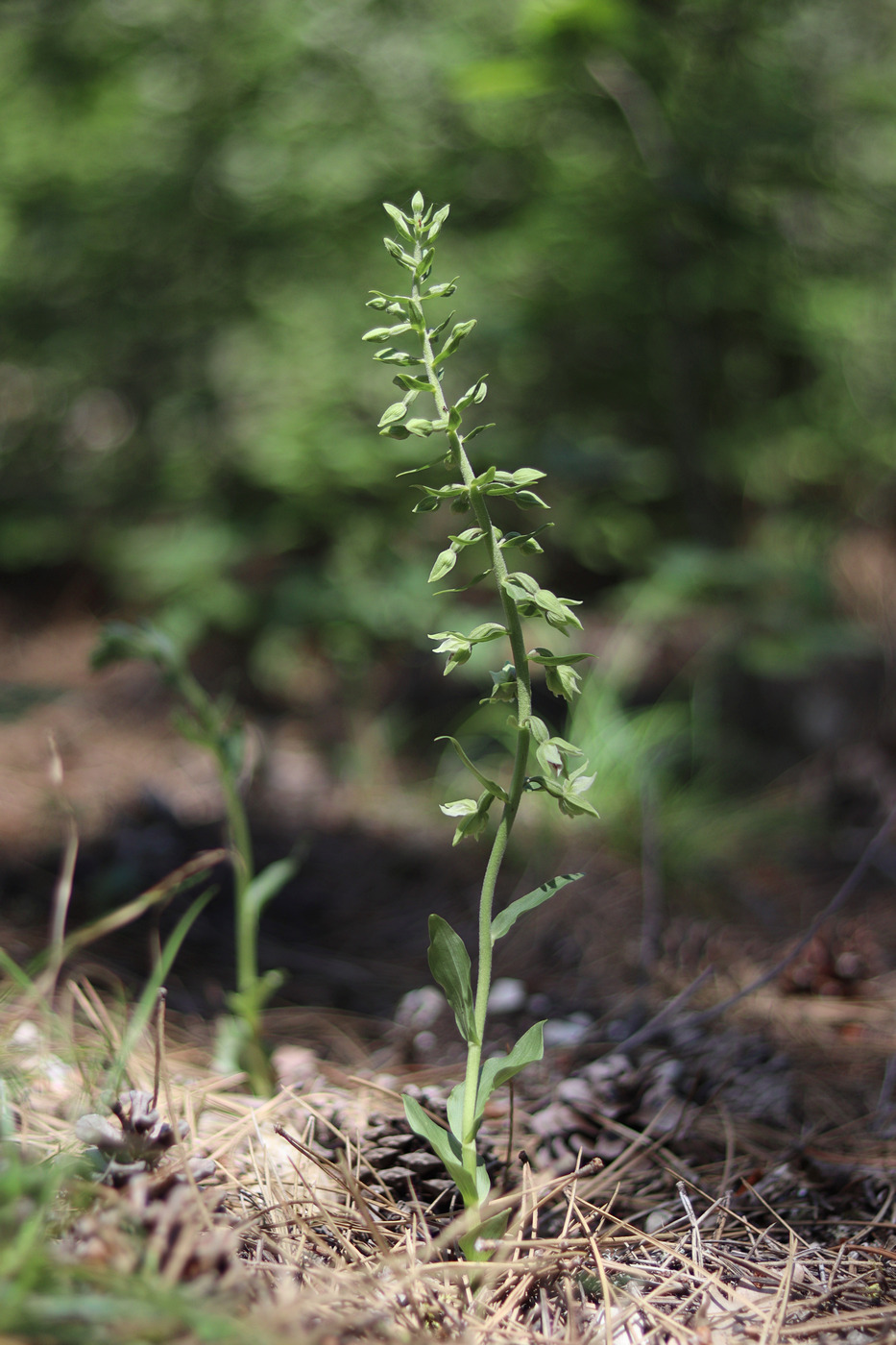 Изображение особи Epipactis krymmontana.