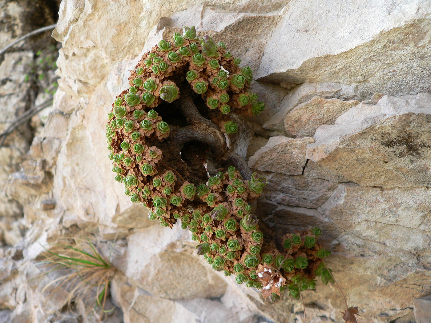 Изображение особи Dionysia involucrata.