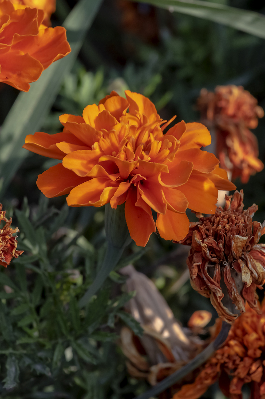 Image of Tagetes patula specimen.