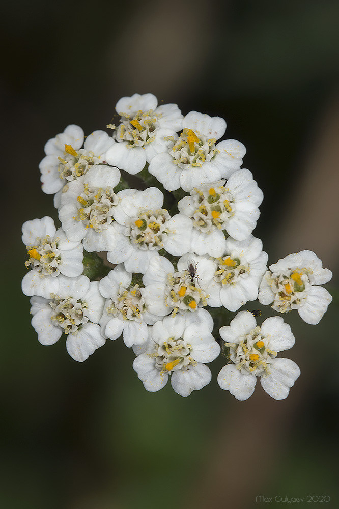 Image of Achillea millefolium specimen.