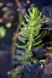 Myriophyllum verticillatum