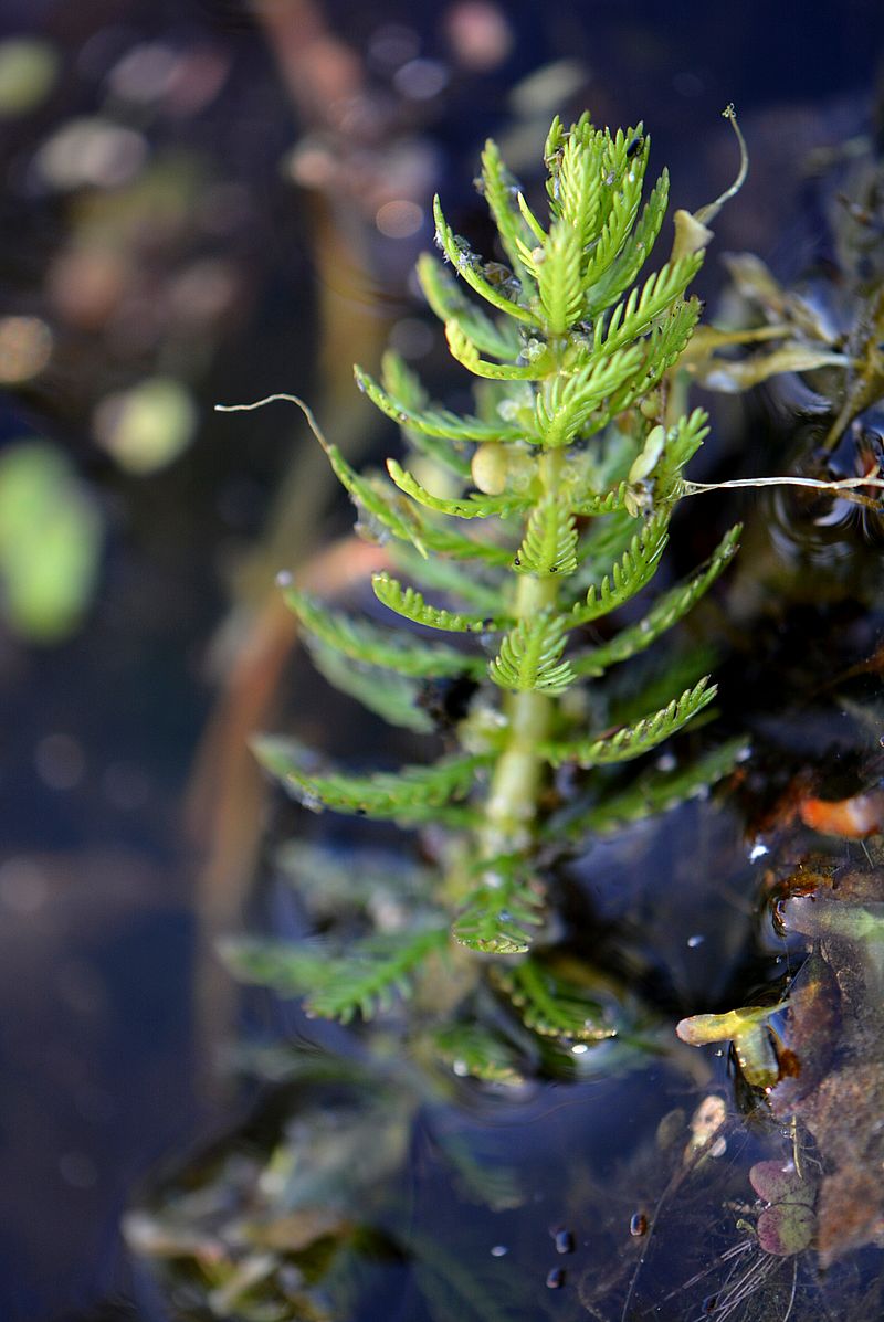 Image of Myriophyllum verticillatum specimen.