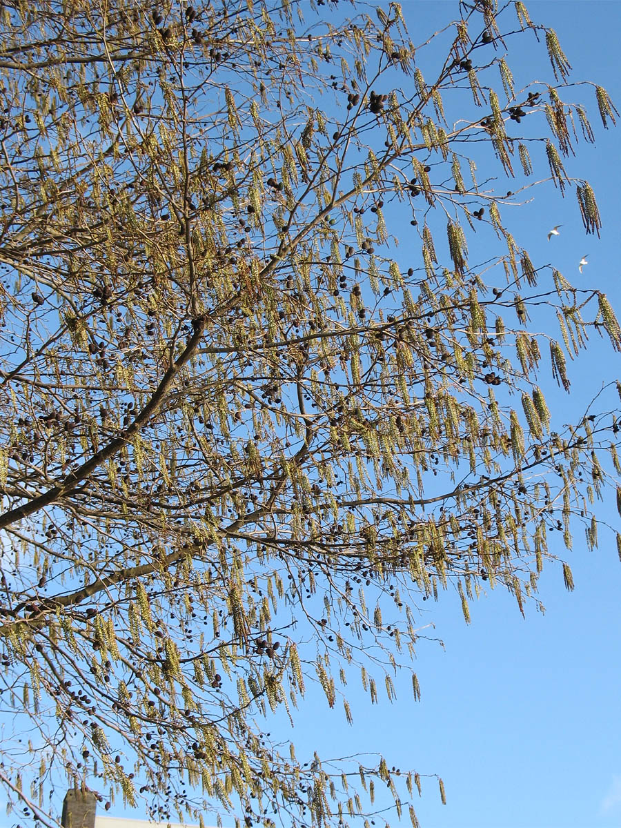 Image of Alnus &times; spaethii specimen.