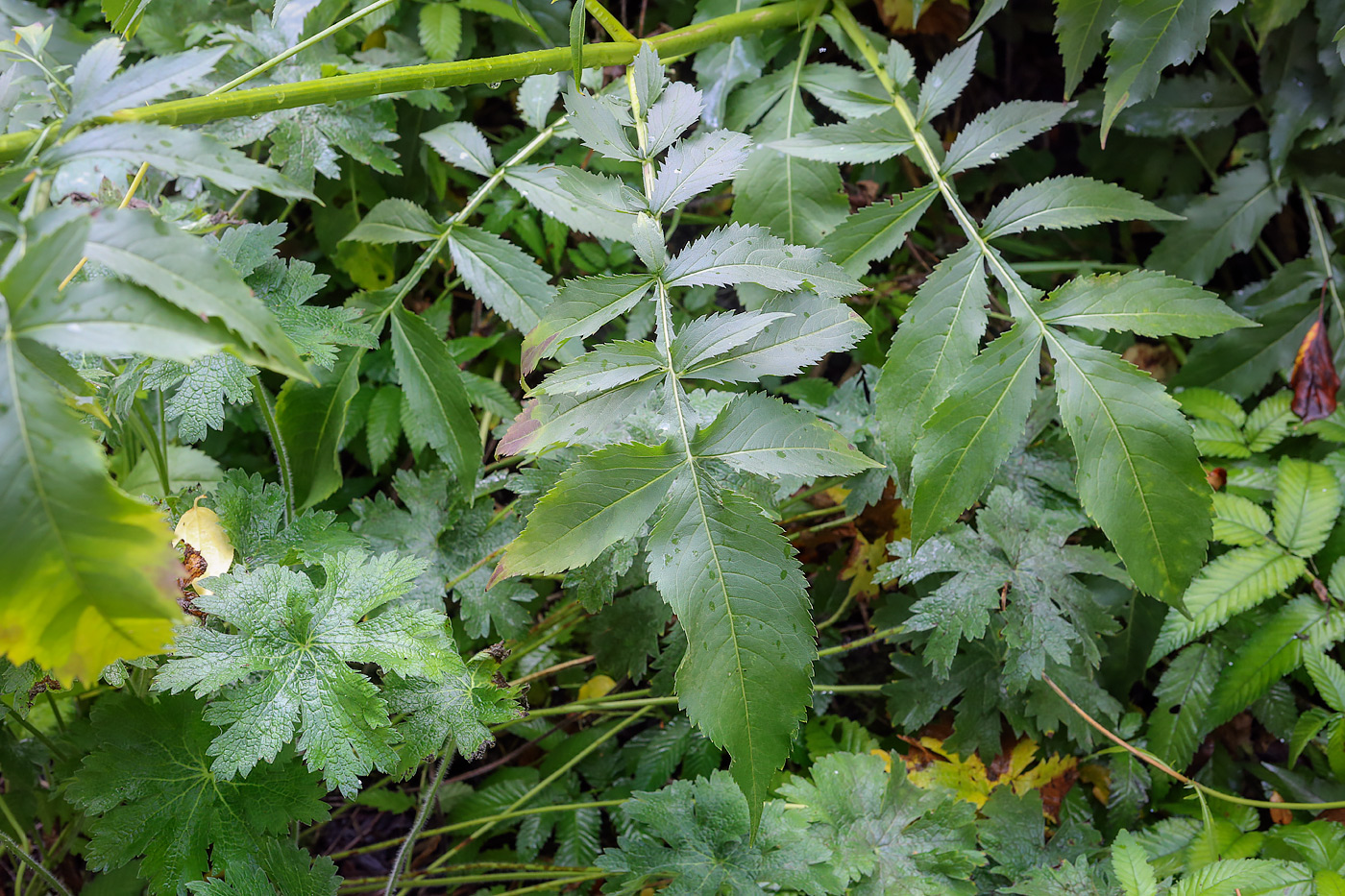 Image of genus Cephalaria specimen.