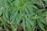 Sesamum triphyllum