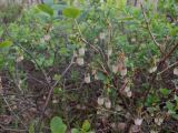 Vaccinium uliginosum. Ветви с соцветиями. Тверская обл., Весьегонский р-н, бывшая свалка опилок на сфагновом болоте, земляной вал. 6 июня 2020 г.