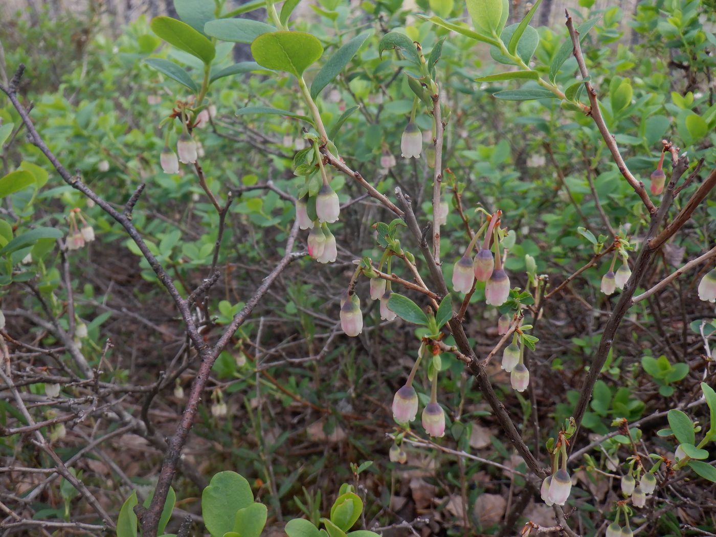 Image of Vaccinium uliginosum specimen.