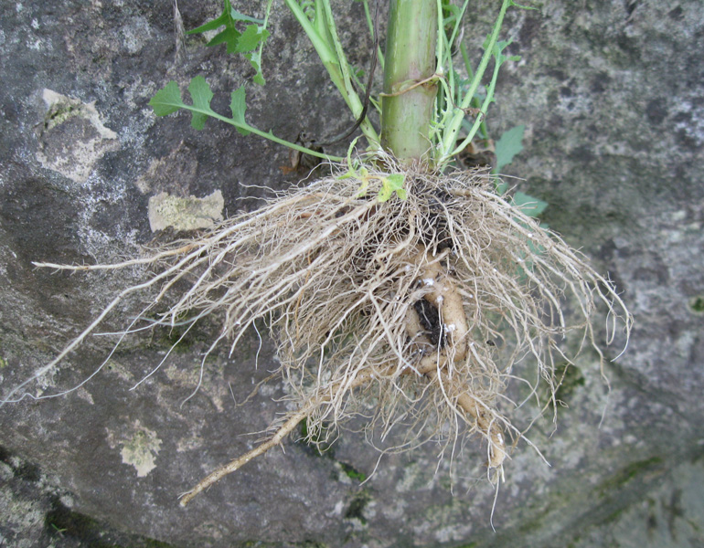 Изображение особи Sonchus oleraceus.