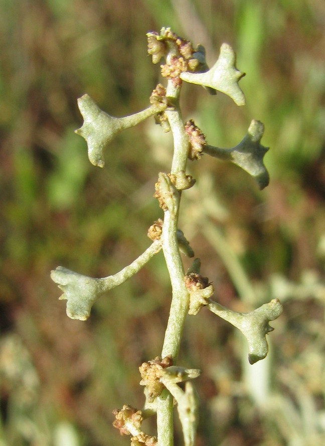 Image of Halimione pedunculata specimen.