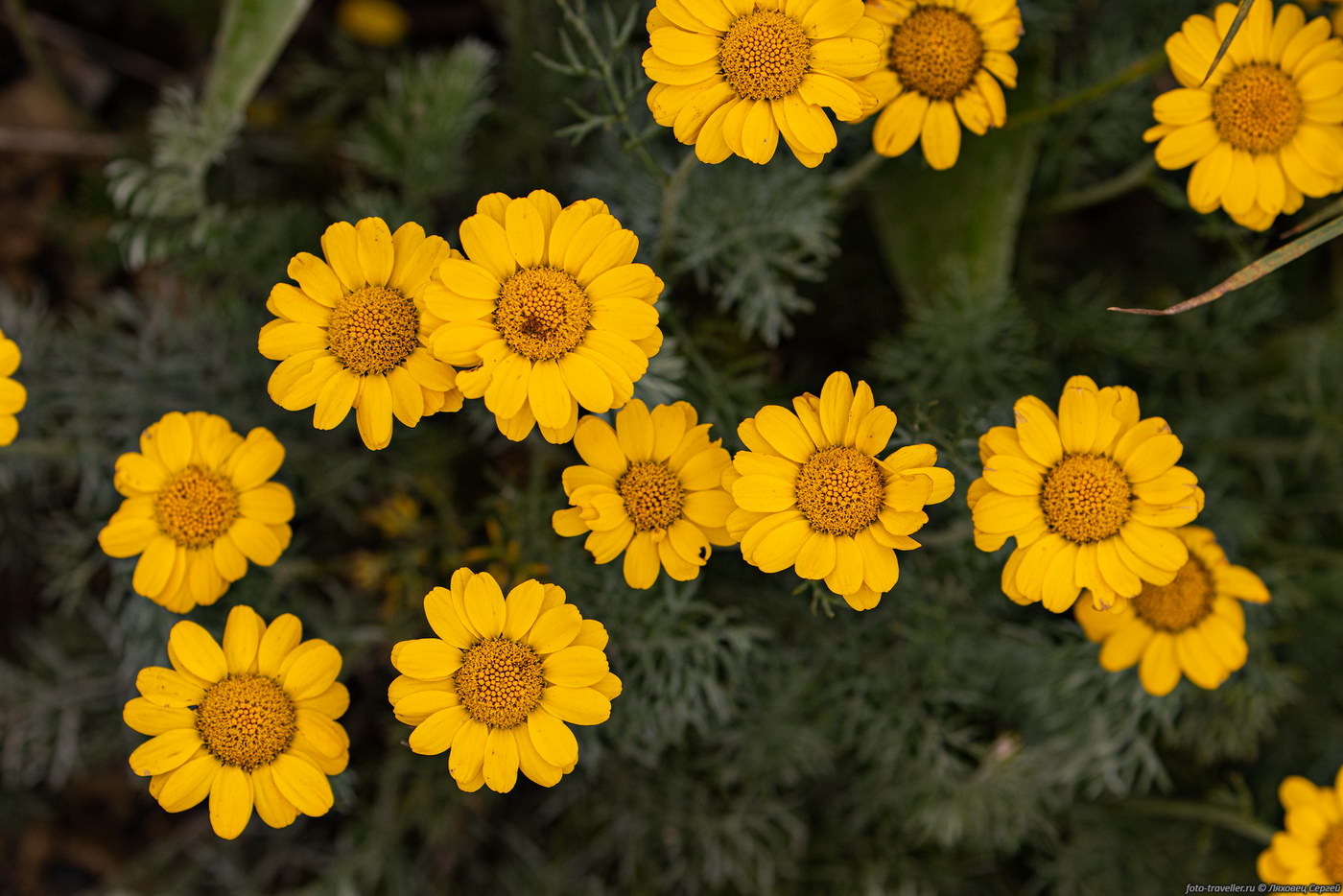 Изображение особи Anthemis marschalliana.