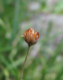 Juncus triglumis