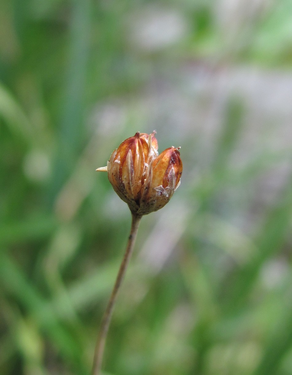 Изображение особи Juncus triglumis.