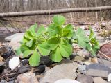 Melilotus officinalis