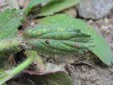 Ajuga genevensis. Лист с поражениями. Кабардино-Балкария, Эльбрусский р-н, долина р. Ирик, ок. 2200 м н.у.м., каменистый склон. 07.07.2020.