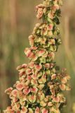 Rumex aquaticus. Часть соплодия. Карелия, г. Медвежьегорск, побережье Онежского оз. близ ул. Онежская, граница зарастающего ивой сухого злакового луга и песчаного пляжа. 26.09.2020.