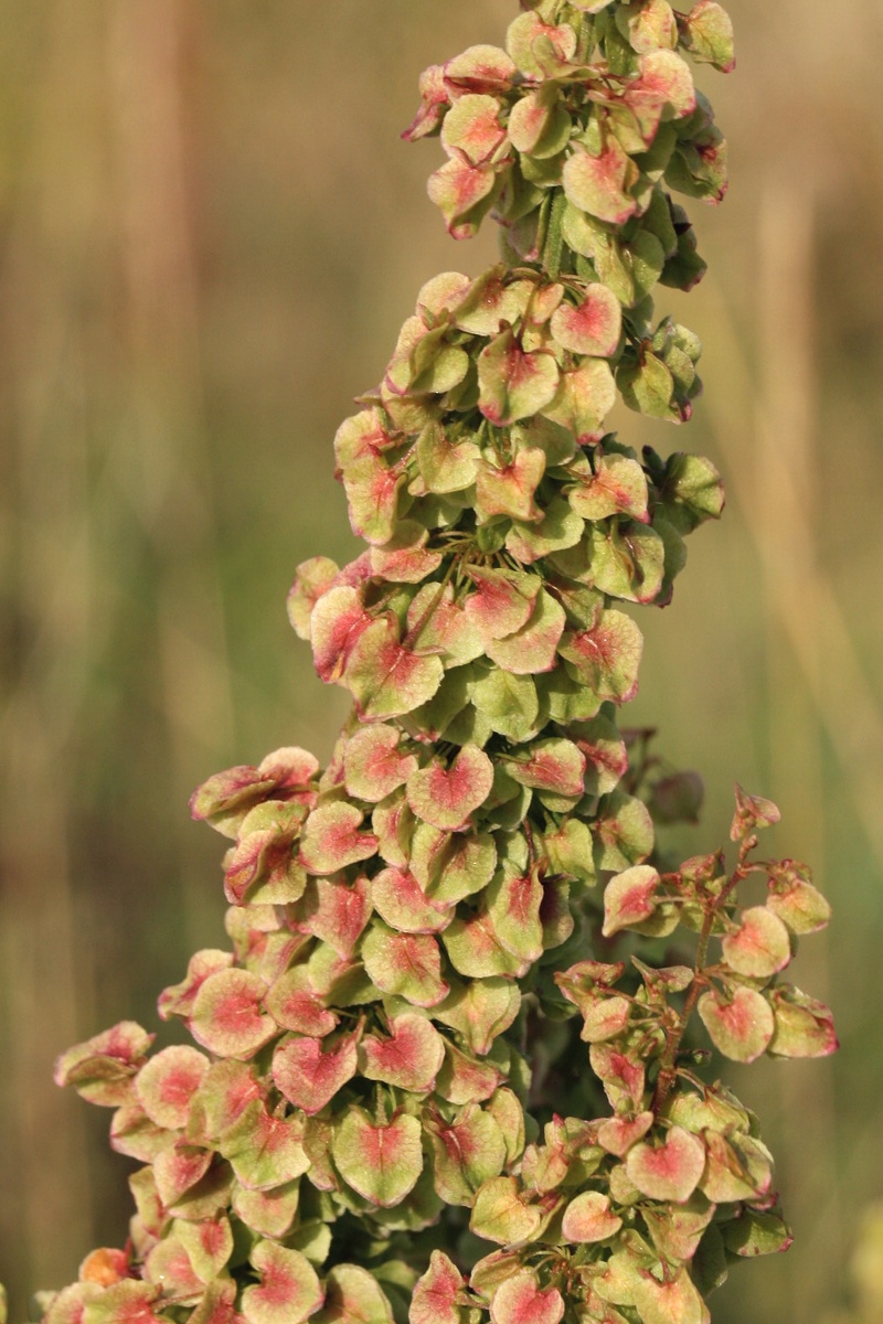 Image of Rumex aquaticus specimen.