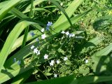 Brunnera sibirica