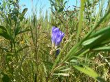 Gentiana triflora