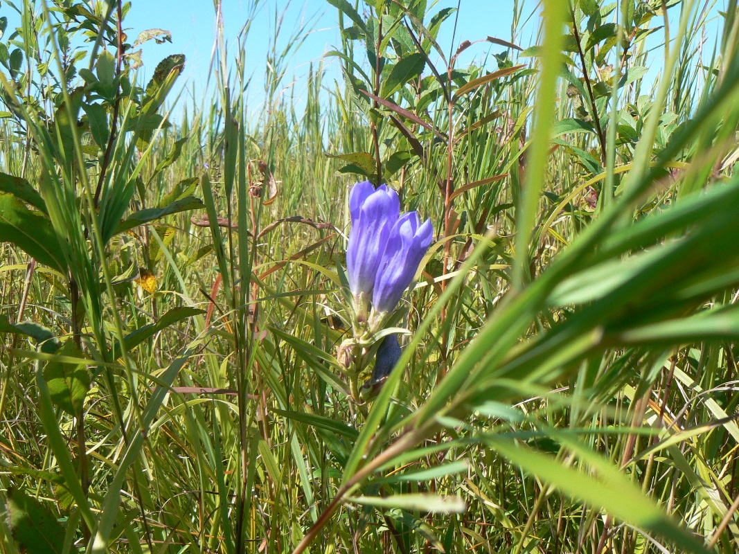 Изображение особи Gentiana triflora.