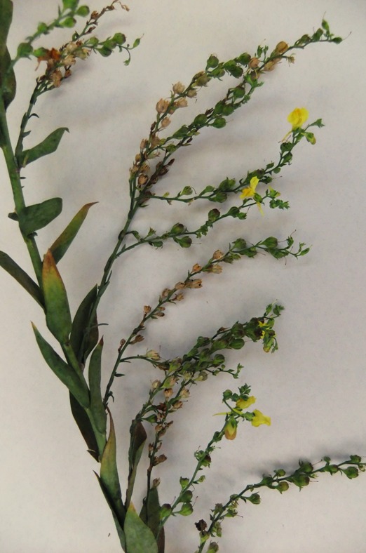 Image of Linaria genistifolia specimen.