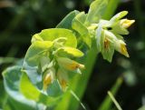 Cerinthe minor