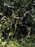 Hedypnois rhagadioloides. Верхушка плодоносящего растения. Греция, о. Родос, г. Родос, Родосская крепость (Дворец великих магистров), на газоне. 8 мая 2011 г.