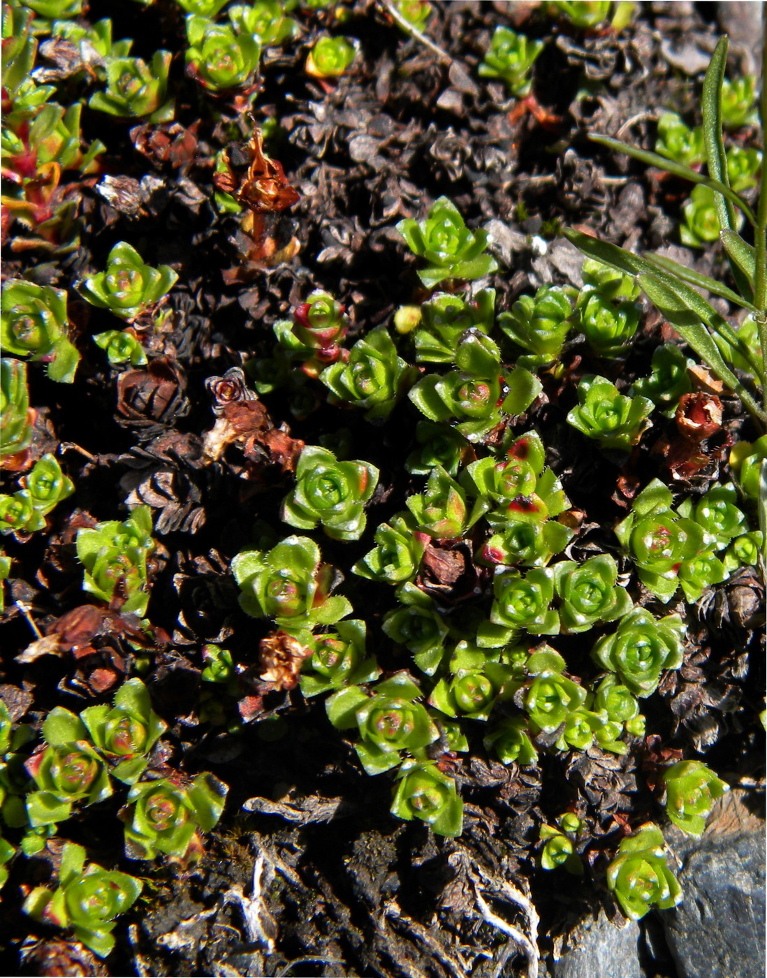 Image of Saxifraga asiatica specimen.