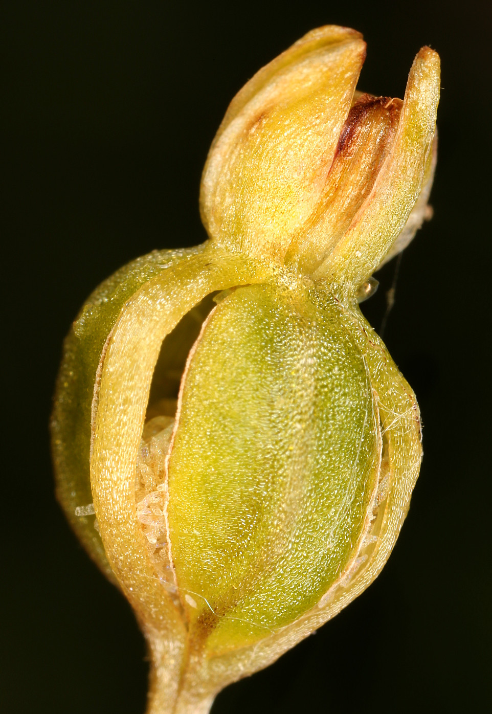 Image of Listera ovata specimen.