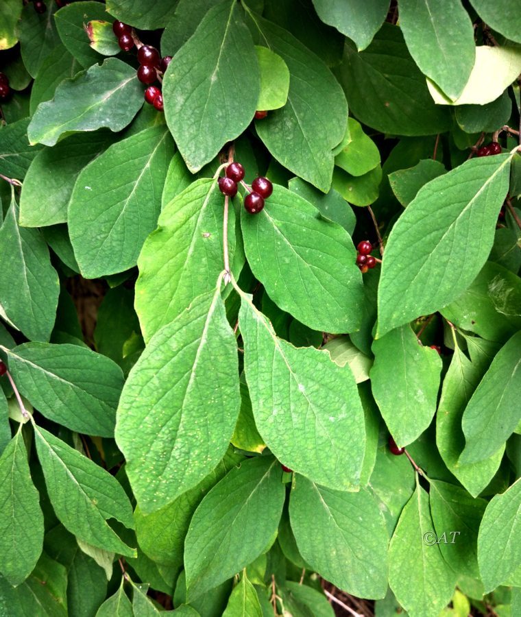 Image of Lonicera steveniana specimen.