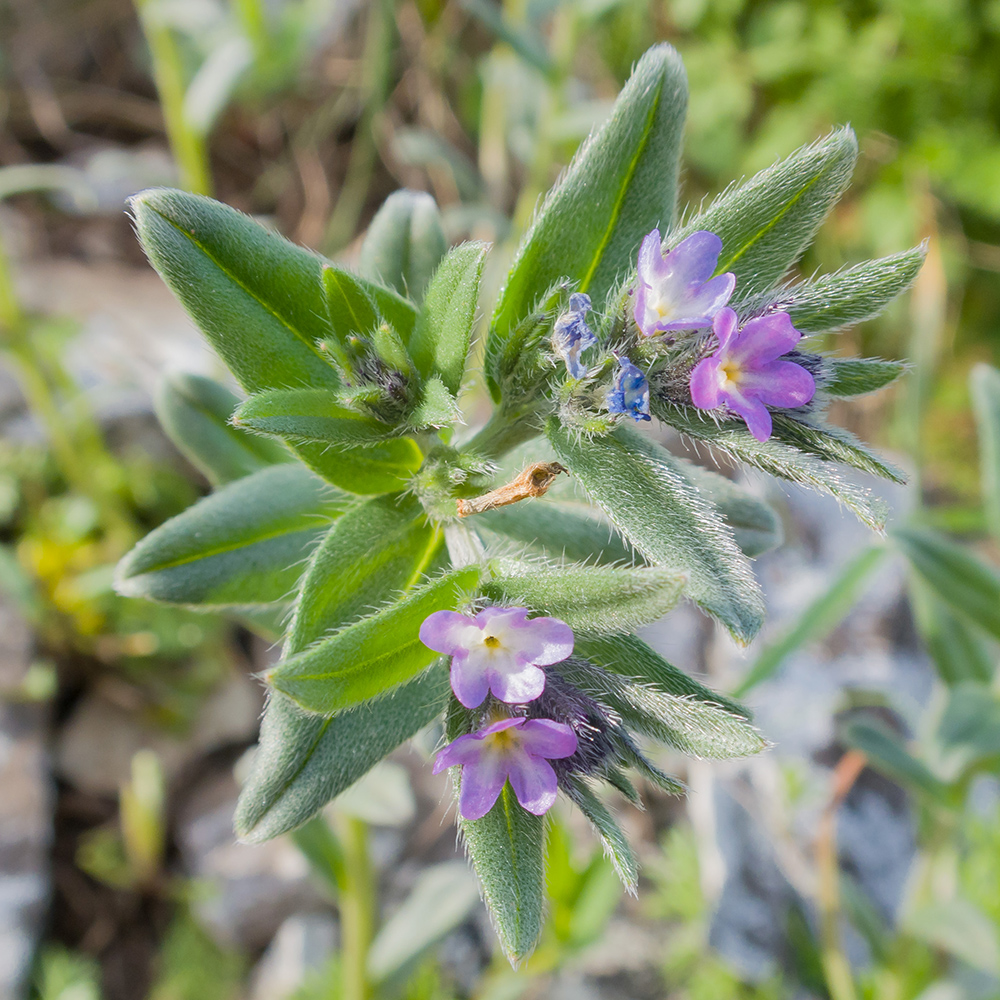 Image of Buglossoides arvensis specimen.